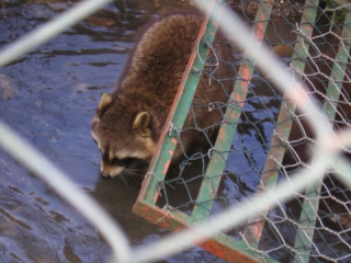 Animali del biooparco